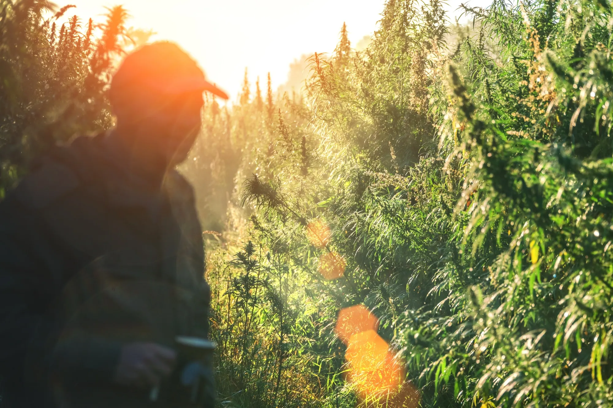 A hemp farmer walking through a tall hemp fiber crop at sunrise