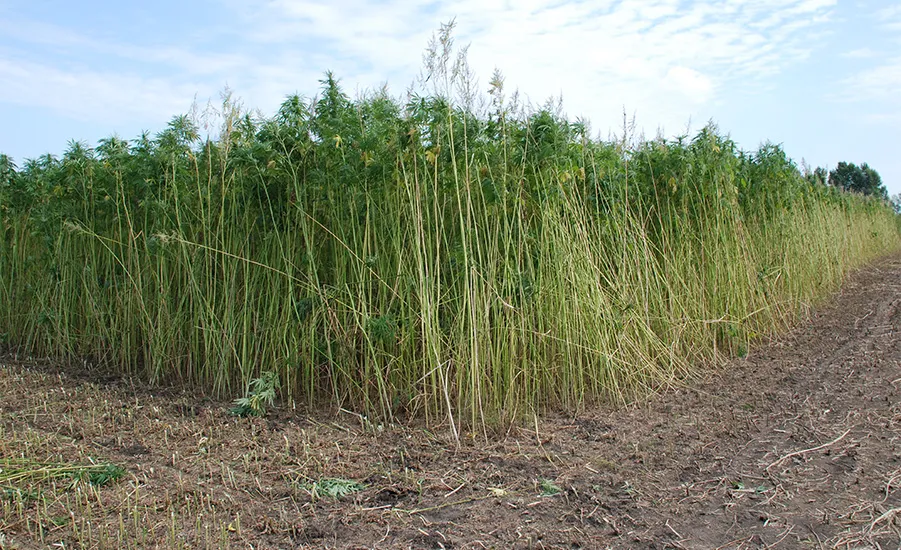 Industrial hemp growing in rows
