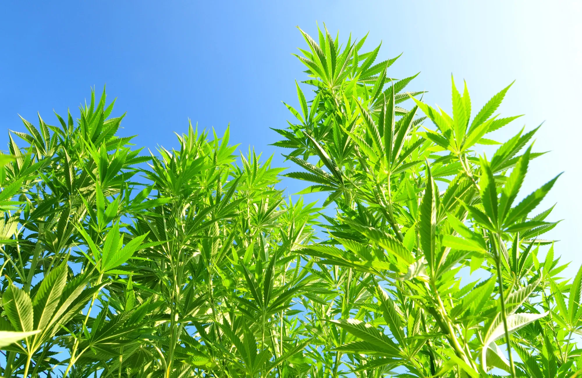 Hemp plants seen from below against a bright blue sky