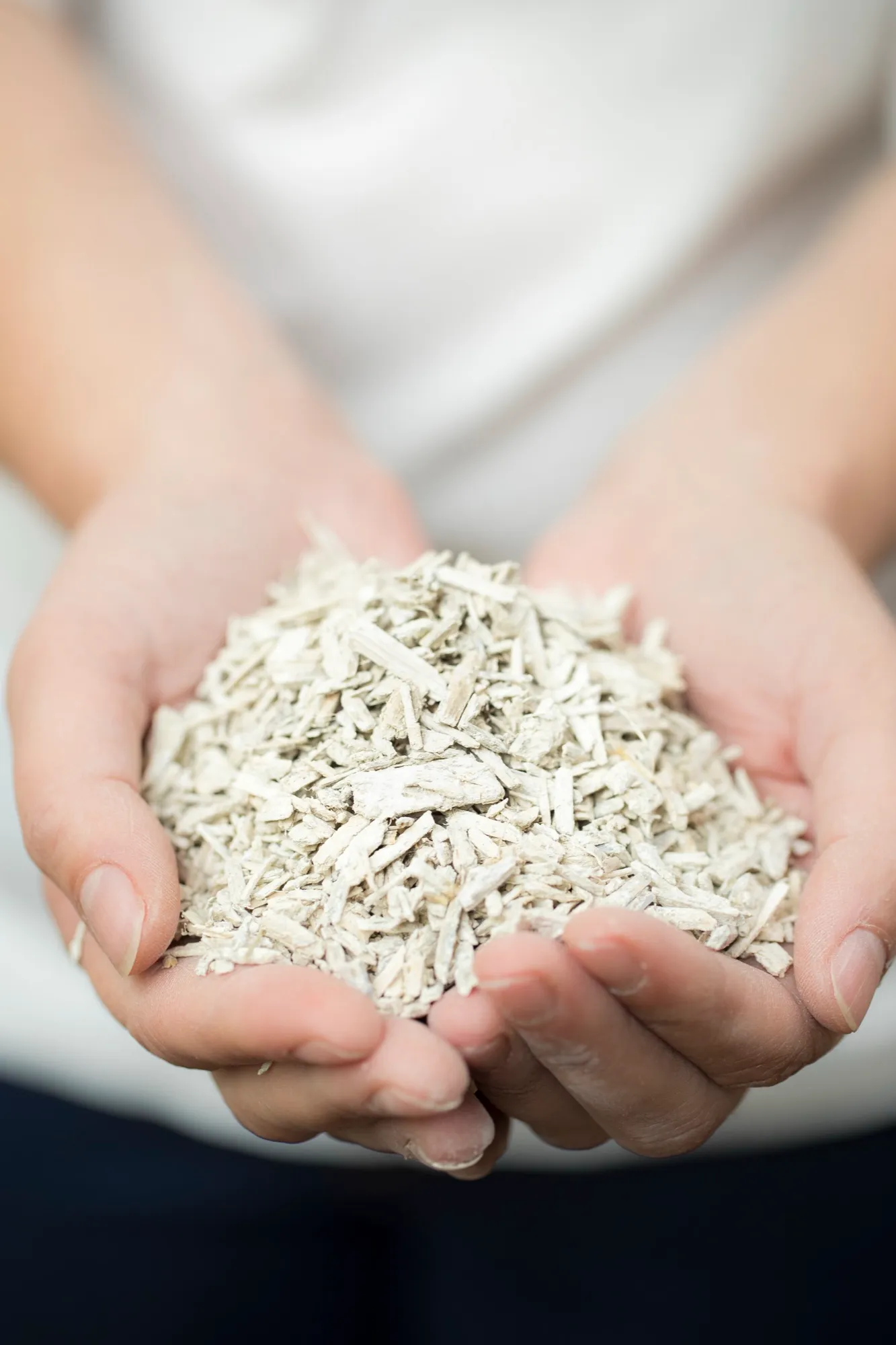 Hands holding a pile of processed hemp hurd