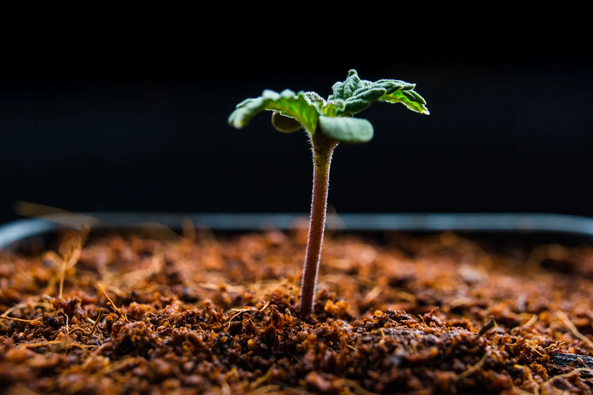 A young hemp sprout growing out of dark soil