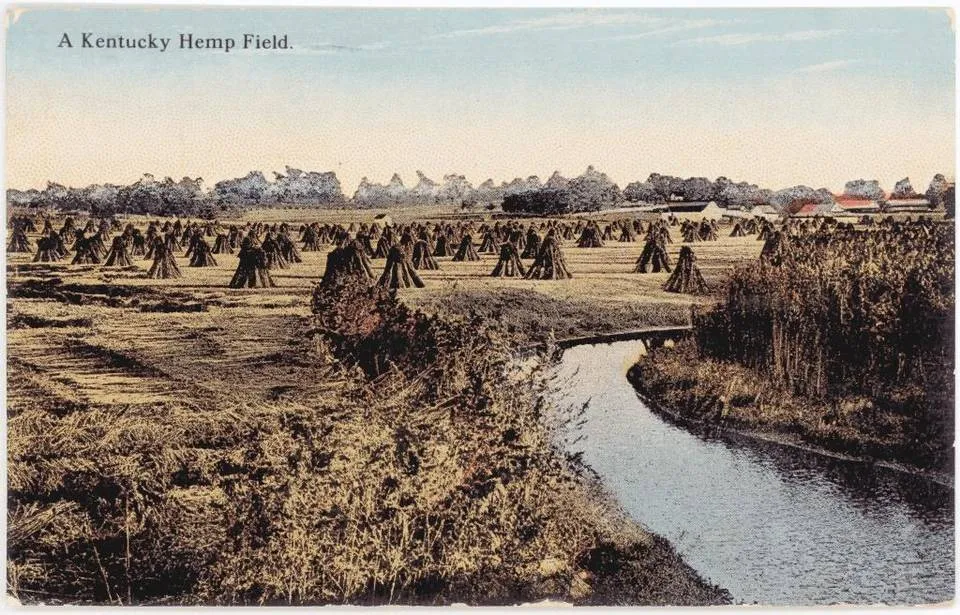 Vintage postcard titled A Kentucky Hemp Field
